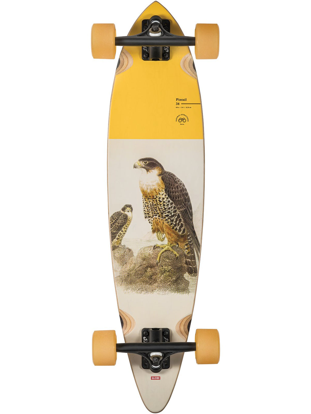 Pintail 34" Longboard Falcon